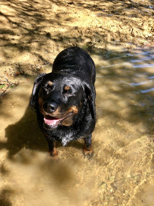 /Images/uploads/MidAmerica Rottweiler Rescue/adoptarottphotocontest/entries/10050thumb.jpg